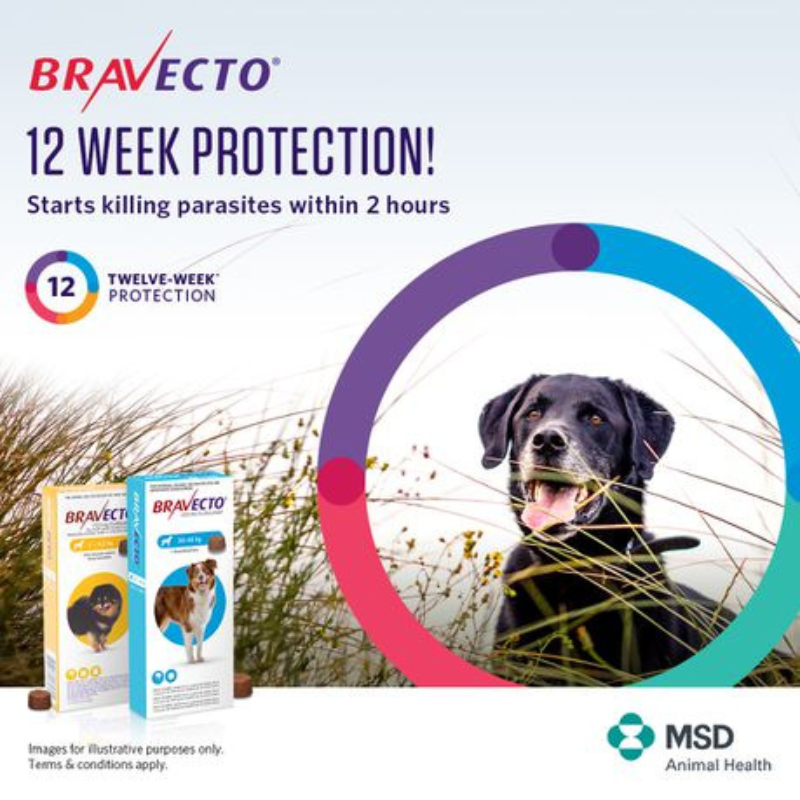 Bravecto Chew For Medium Dogs (10-20kg) - Image 6