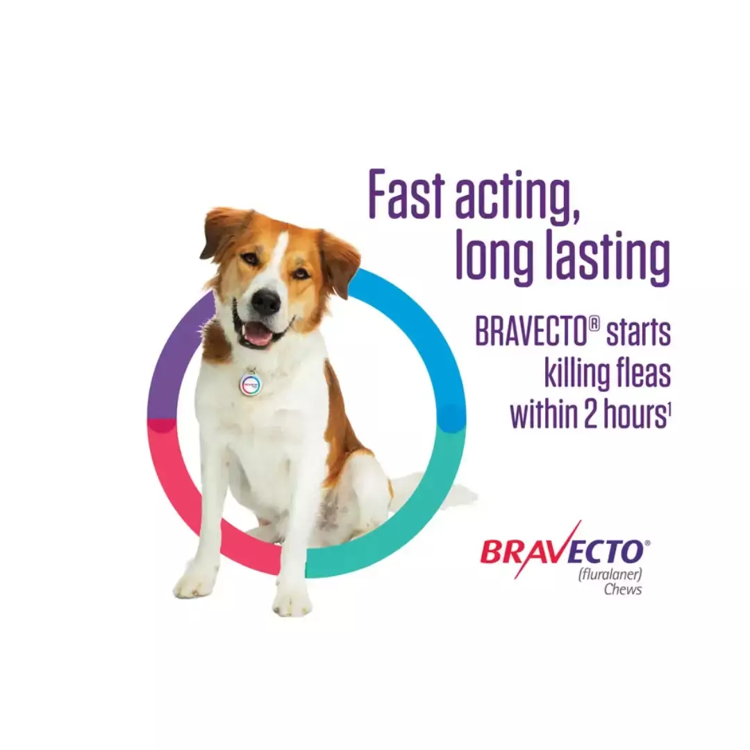 Bravecto Chew For Medium Dogs (10-20kg) - Image 4