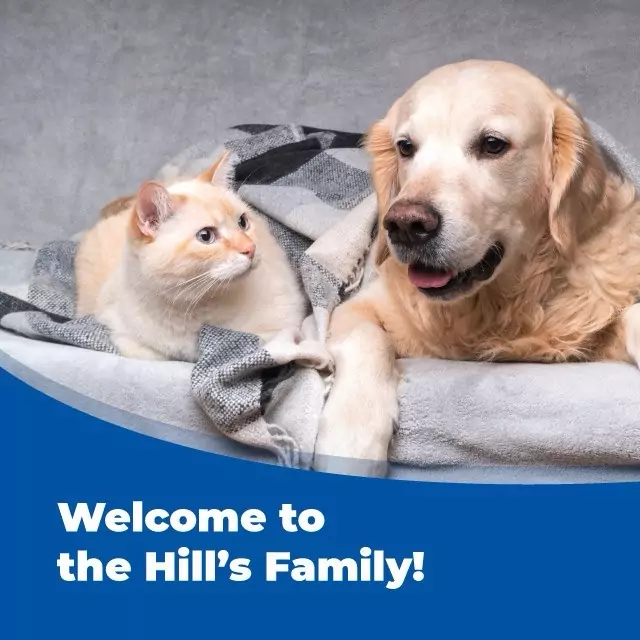 Hills Welcome Kit Kitten