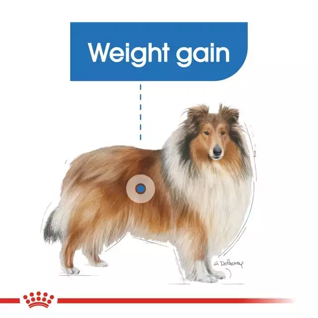 Royal Canin Maxi Light Weight Care Adult Dog Food (12kg) - Image 3